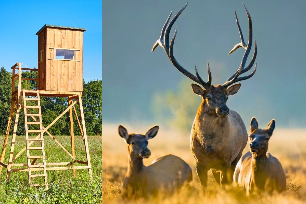 Etyka łowiecka na tle zasad i tradycji myśliwych w polskiej kulturze