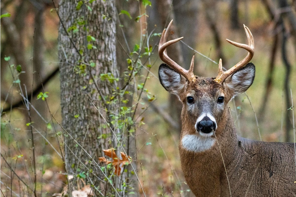 łowiectwo w polsce fakty i mity, zdjęcie edukacyjne, natura